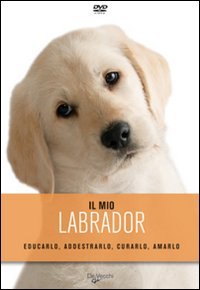 Il mio labrador
