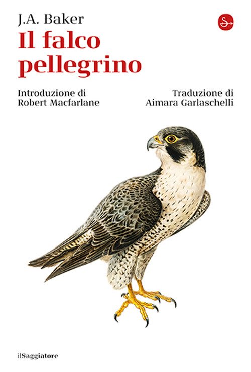 Il falco pellegrino