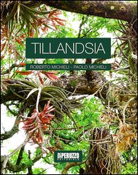 Tillandsia