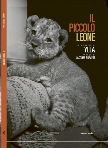 Il piccolo leone